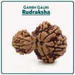 Garbh Gauri Rudraksha