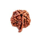 Ganesh Rudraksha Nepal Bead  ( गणेश रुद्राक्ष नेपाळ )