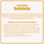 Ganesh Rudraksha Nepal Bead  ( गणेश रुद्राक्ष नेपाळ ) - Image 2