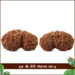 Gauri Shankar Rudraksha Nepal Big Collector ( गौरी शंकर रुद्राक्ष ) - Image 3