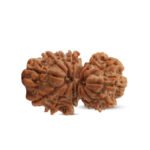 Natural Gauri Shankar Nepal Rudraksha (Medium Size) ( गौरी शंकर रुद्राक्ष )