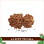 Natural Gauri Shankar Nepal Rudraksha (Small Size) ( गौरी शंकर रुद्राक्ष ) - Image 4