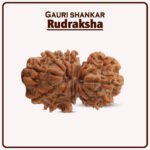 Gauri Shankar Nepal Rudraksha - Size 18–22 mm ( गौरी शंकर नेपाळ रुद्राक्ष )