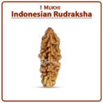 One Mukhi Rudraksha (Indonesia) - १ मुखी रुद्राक्ष ( इंडोनेशिया )