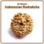 Ten Mukhi Rudraksha (Indonesia) - १० मुखी रुद्राक्ष ( इंडोनेशिया )
