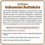 Ten Mukhi Rudraksha (Indonesia) - १० मुखी रुद्राक्ष ( इंडोनेशिया ) - Image 2