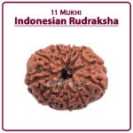 Eleven Mukhi Rudraksha (Indonesia) - 11 मुखी रुद्राक्ष ( इंडोनेशिया )