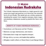 Eleven Mukhi Rudraksha (Indonesia) - 11 मुखी रुद्राक्ष ( इंडोनेशिया ) - Image 2