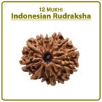 Twelve Mukhi Rudraksha (Indonesia) - 12 मुखी रुद्राक्ष ( इंडोनेशिया )