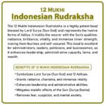 Twelve Mukhi Rudraksha (Indonesia) - 12 मुखी रुद्राक्ष ( इंडोनेशिया ) - Image 2