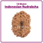 Thirteen Mukhi Rudraksha (Indonesia) - १३ मुखी रुद्राक्ष ( इंडोनेशिया )