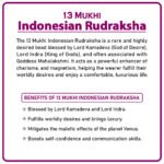 Thirteen Mukhi Rudraksha (Indonesia) - १३ मुखी रुद्राक्ष ( इंडोनेशिया ) - Image 2