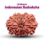 Fourteen Mukhi Rudraksha (Indonesia) - १४ मुखी रुद्राक्ष ( इंडोनेशिया )