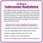 Fourteen Mukhi Rudraksha (Indonesia) - १४ मुखी रुद्राक्ष ( इंडोनेशिया ) - Image 2