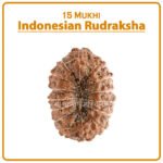 Fifiteen Mukhi Rudraksha (Indonesia) - १५ मुखी रुद्राक्ष ( इंडोनेशिया )