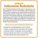 Fifiteen Mukhi Rudraksha (Indonesia) - १५ मुखी रुद्राक्ष ( इंडोनेशिया ) - Image 2