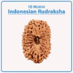 Sixteen Mukhi Rudraksha (Indonesia) - १६ मुखी रुद्राक्ष ( इंडोनेशिया )