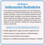 Sixteen Mukhi Rudraksha (Indonesia) - १६ मुखी रुद्राक्ष ( इंडोनेशिया ) - Image 2