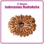 Seventeen Mukhi Rudraksha (Indonesia) - १७ मुखी रुद्राक्ष ( इंडोनेशिया )