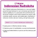 Seventeen Mukhi Rudraksha (Indonesia) - १७ मुखी रुद्राक्ष ( इंडोनेशिया ) - Image 2