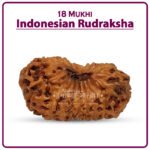 Eighteen Mukhi Rudraksha (Indonesia) - १८ मुखी रुद्राक्ष ( इंडोनेशिया )