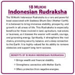 Eighteen Mukhi Rudraksha (Indonesia) - १८ मुखी रुद्राक्ष ( इंडोनेशिया ) - Image 2