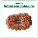 Ninteen Mukhi Rudraksha (Indonesia) - १९ मुखी रुद्राक्ष ( इंडोनेशिया )