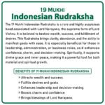 Ninteen Mukhi Rudraksha (Indonesia) - १९ मुखी रुद्राक्ष ( इंडोनेशिया ) - Image 2