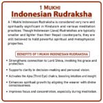 One Mukhi Rudraksha (Indonesia) - १ मुखी रुद्राक्ष ( इंडोनेशिया ) - Image 2