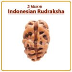 Two Mukhi Rudraksha (Indonesia) - २ मुखी रुद्राक्ष ( इंडोनेशिया )