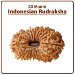 Twenty Mukhi Rudraksha (Indonesia) - २० मुखी रुद्राक्ष ( इंडोनेशिया )