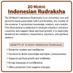 Twenty Mukhi Rudraksha (Indonesia) - २० मुखी रुद्राक्ष ( इंडोनेशिया ) - Image 2