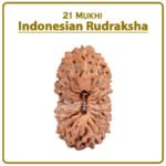 Twenty One Mukhi Rudraksha (Indonesia) - २१ मुखी रुद्राक्ष ( इंडोनेशिया )