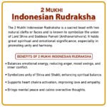Two Mukhi Rudraksha (Indonesia) - २ मुखी रुद्राक्ष ( इंडोनेशिया ) - Image 2