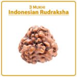 Three Mukhi Rudraksha (Indonesia) - ३ मुखी रुद्राक्ष ( इंडोनेशिया )