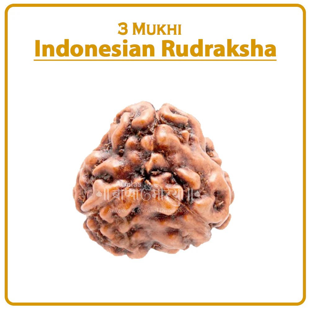 AIR3 Three Mukhi Rudraksha (Indonesia) - ३ मुखी रुद्राक्ष ( इंडोनेशिया ) - Image 1