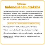 Three Mukhi Rudraksha (Indonesia) - ३ मुखी रुद्राक्ष ( इंडोनेशिया ) - Image 2