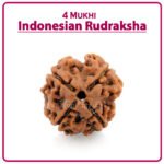 Four Mukhi Rudraksha (Indonesia) - ४ मुखी रुद्राक्ष ( इंडोनेशिया )
