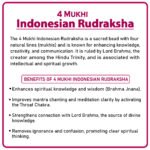 Four Mukhi Rudraksha (Indonesia) - ४ मुखी रुद्राक्ष ( इंडोनेशिया ) - Image 2