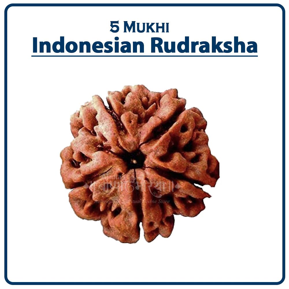 AIR5 Five Mukhi Rudraksha (Indonesia) - ५ मुखी रुद्राक्ष ( इंडोनेशिया ) - Image 1