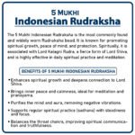 Five Mukhi Rudraksha (Indonesia) - ५ मुखी रुद्राक्ष ( इंडोनेशिया ) - Image 2