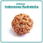 Six Mukhi Rudraksha (Indonesia) - ६ मुखी रुद्राक्ष ( इंडोनेशिया )