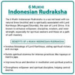 Six Mukhi Rudraksha (Indonesia) - ६ मुखी रुद्राक्ष ( इंडोनेशिया ) - Image 2