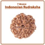 Seven Mukhi Rudraksha (Indonesia) - ७ मुखी रुद्राक्ष ( इंडोनेशिया )