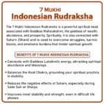 Seven Mukhi Rudraksha (Indonesia) - ७ मुखी रुद्राक्ष ( इंडोनेशिया ) - Image 2