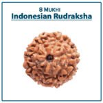 Eight Mukhi Rudraksha (Indonesia) - ८ मुखी रुद्राक्ष ( इंडोनेशिया )