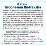 Eight Mukhi Rudraksha (Indonesia) - ८ मुखी रुद्राक्ष ( इंडोनेशिया ) - Image 2
