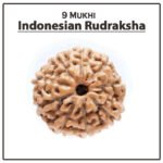 Nine Mukhi Rudraksha (Indonesia) - ९ मुखी रुद्राक्ष ( इंडोनेशिया )