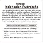 Nine Mukhi Rudraksha (Indonesia) - ९ मुखी रुद्राक्ष ( इंडोनेशिया ) - Image 2