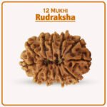 १२ Mukhi Nepal Rudraksha ( १२ मुखी नेपाळ रुद्राक्ष )